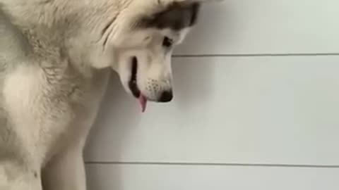The gentle husky 🥺