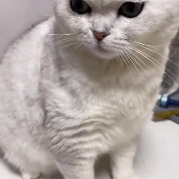 Sad moments for the cat