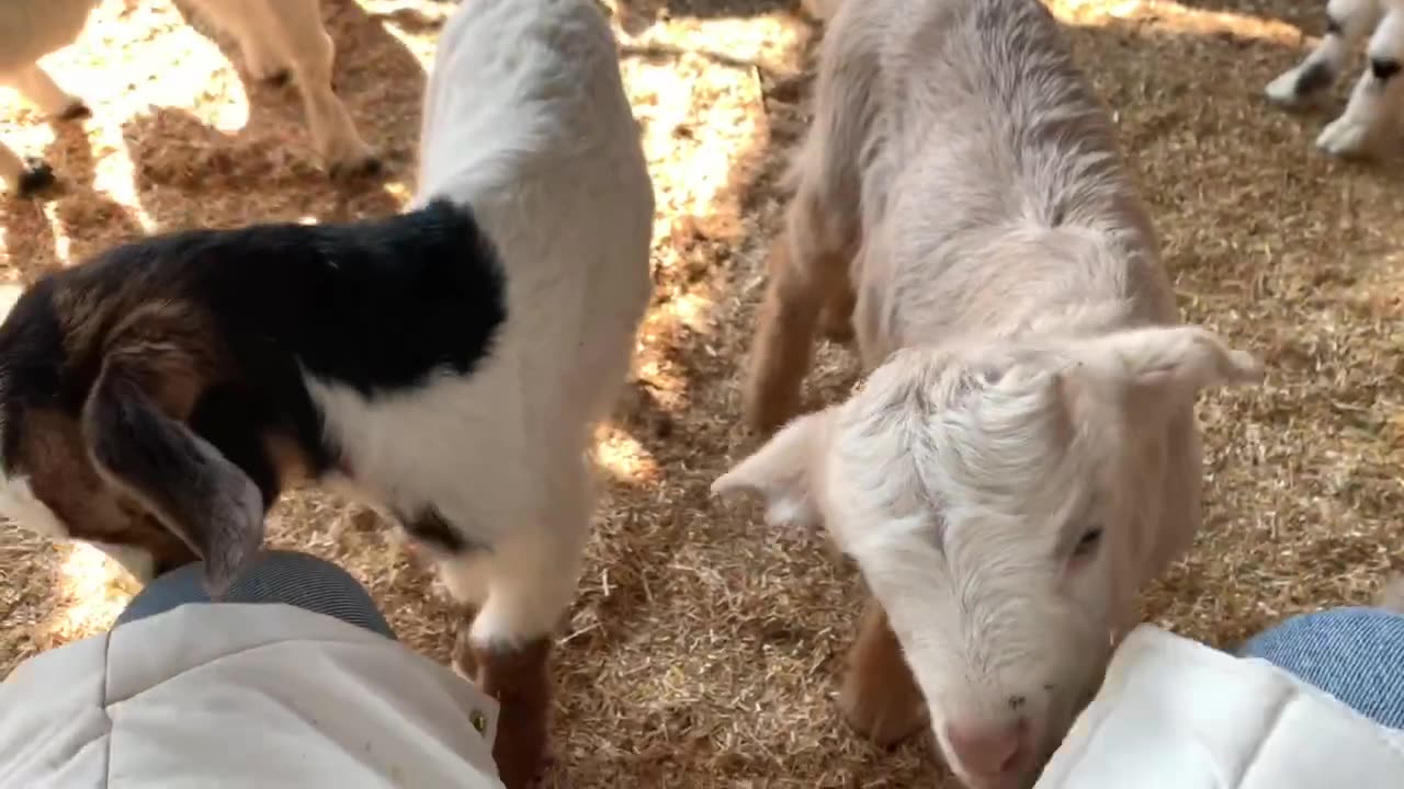 Playful goat kids