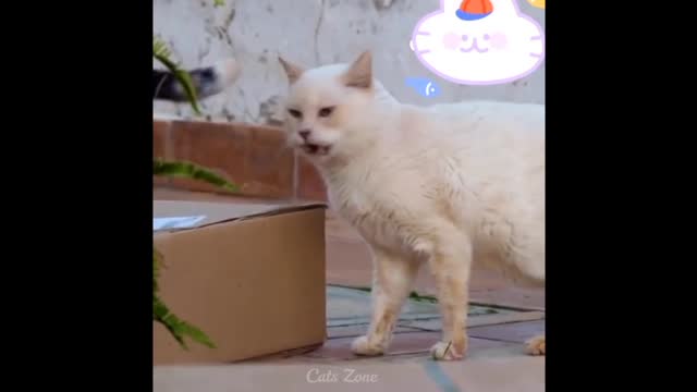 Cat ! What the fuck funny video