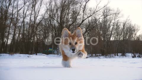 snow runing dog video dog videos