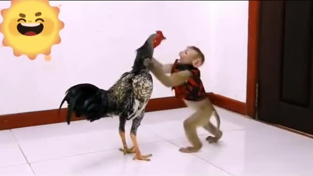 Amazing monkey and Hen funny video