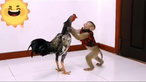 Amazing monkey and Hen funny video