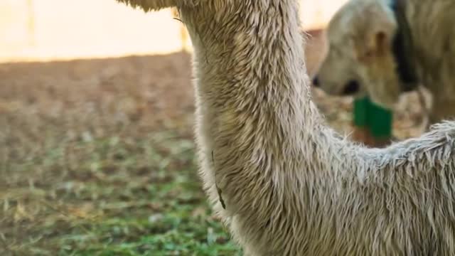 Amazing horse playing