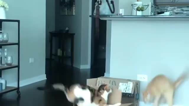 Funny cat video