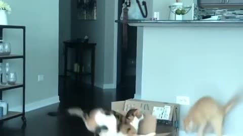 Funny cat video