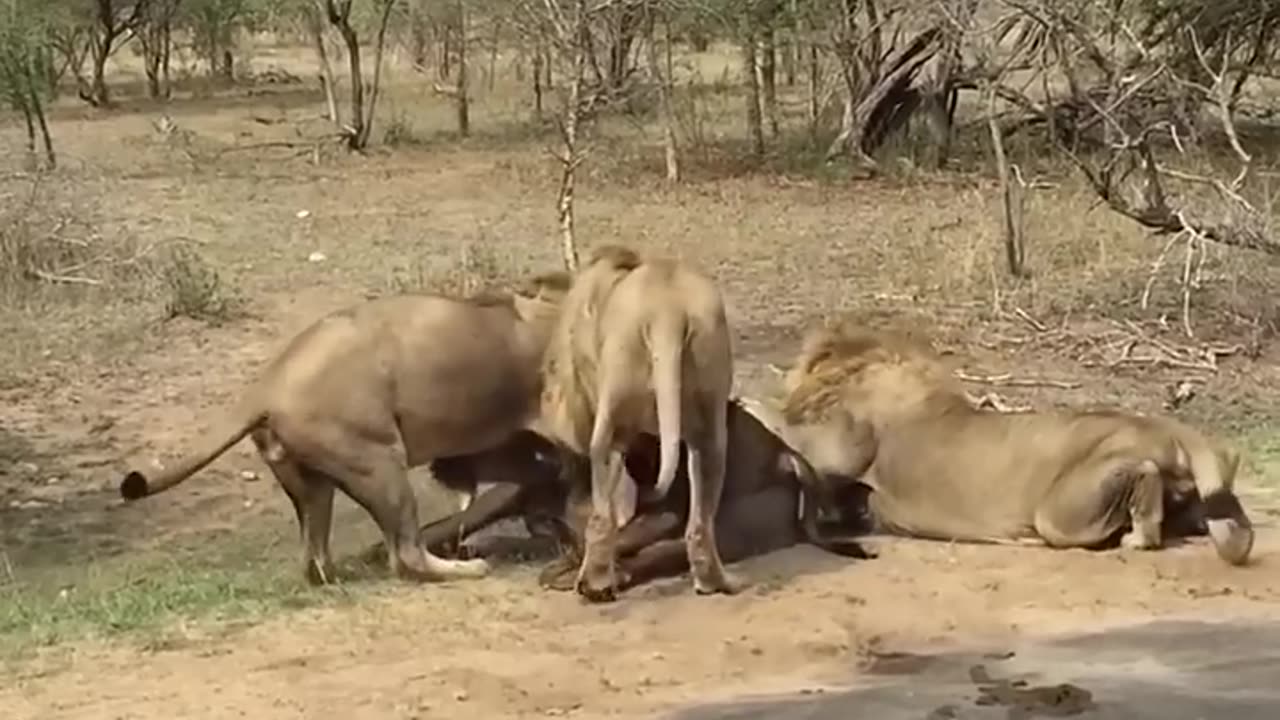 lion hunting buffalo