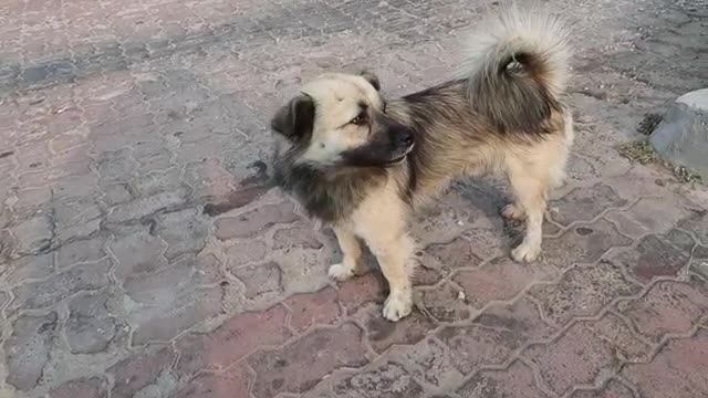 A pet is someone who stays with you when you're lonely.