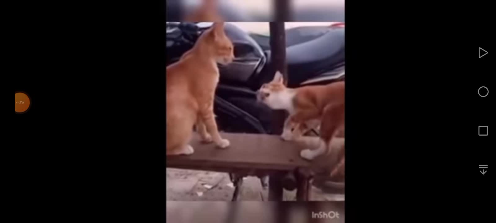 cat playing