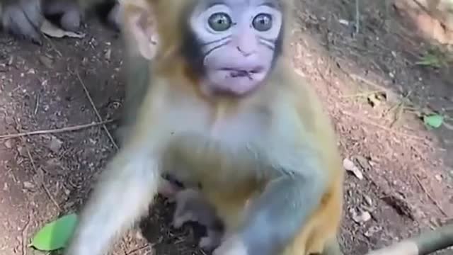 monkey'baby wants to eat But mon says no