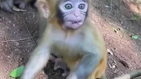 monkey'baby wants to eat But mon says no