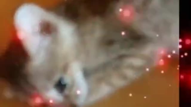 ❤️❤️Cute cat brakeup short video status.❤️❤️