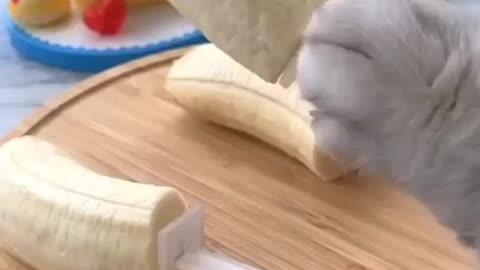 Funny REACTION #41 - This is how cat making her food🤣