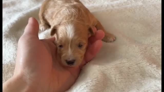 Cute baby animals Videos Compilation cutest moment of the animals - Cutest Puppies #2