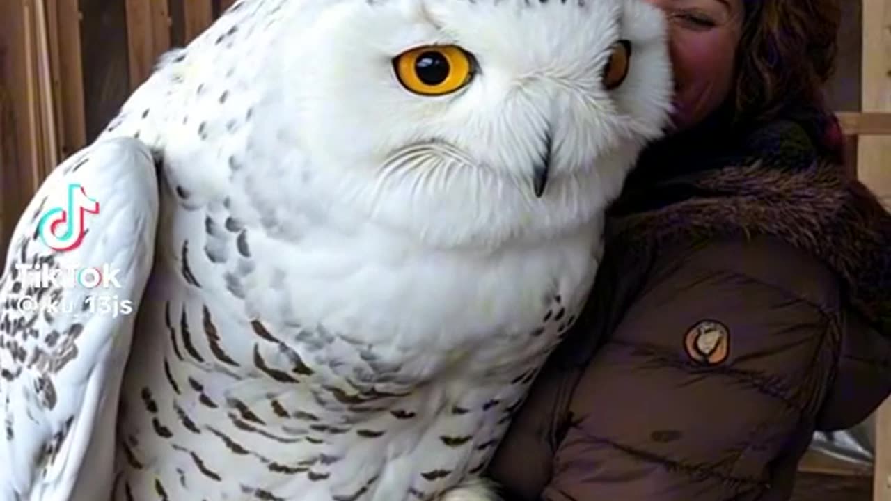 OMG that is a big owl