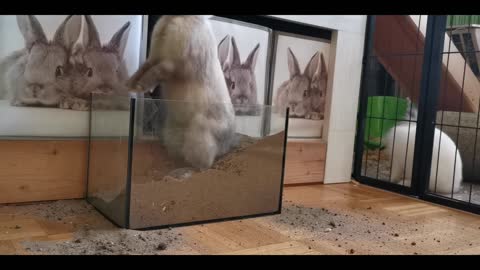 Funny and Cute Rabbit digging video
