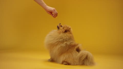 A Pomeranian Reaching for a Treat