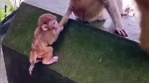 "Animals Being Goofy - Try Not to Laugh Challenge!"