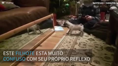 Pug tem reação hilária ao se ver no espelho