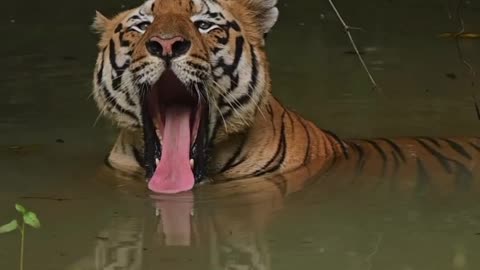 Tiger at Water due to Hot Weather