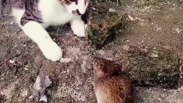 Cat criticizes mouse