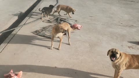 The mother dog’s instinct to protect food is so powerful that 5 stray dogs can’t grab it.