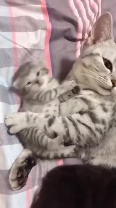 So many cute kittens videos compilation 2022