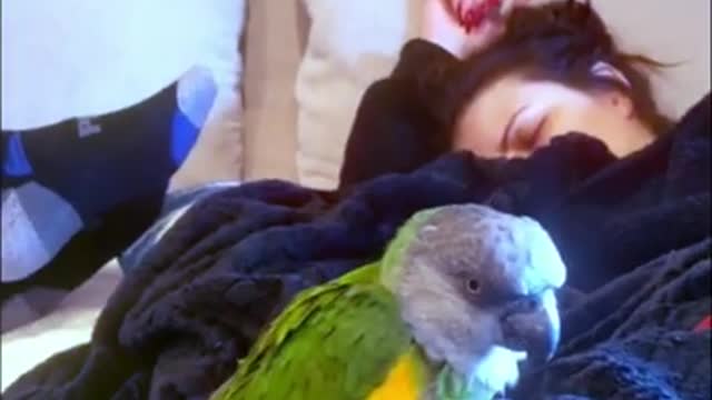 Parrot Cuddle Time With 6 Parrots! So Cute! 😍😍😍