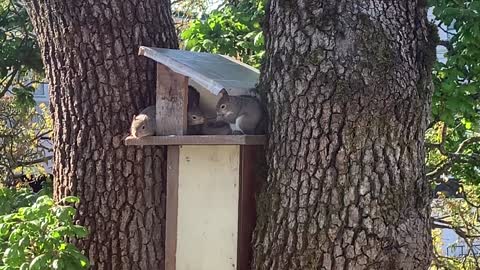 Baby Squirrels