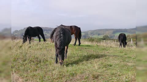 Happy Horses