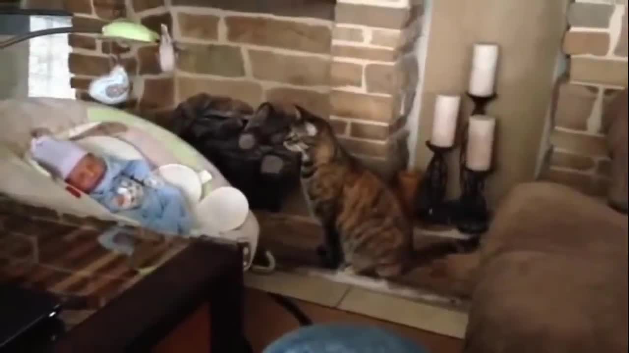 Cats, baby, curiosity