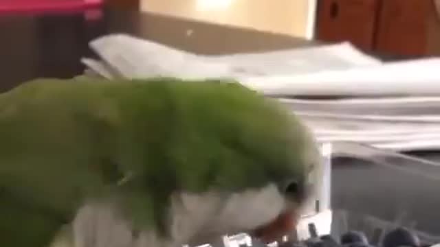 ANGER BIRD