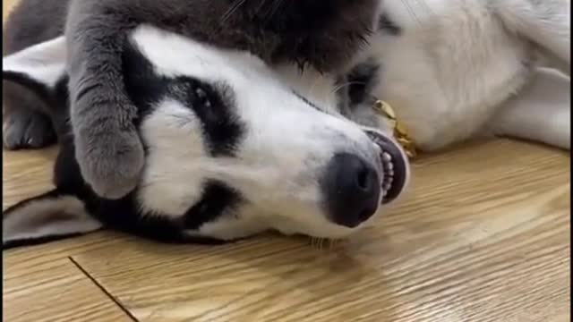 best friends cat and dog play