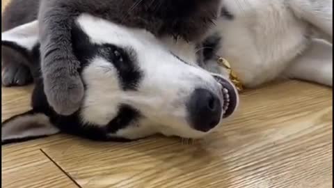 best friends cat and dog play