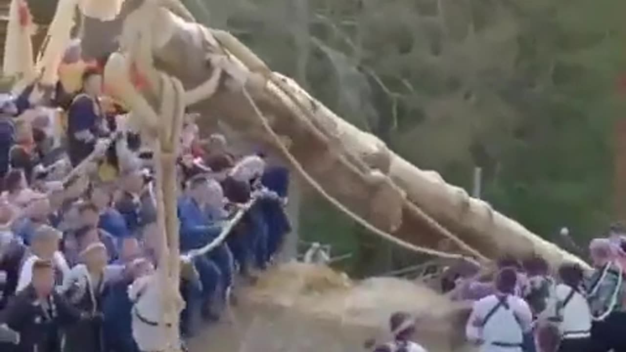 Meanwhile Japan - Downhill Tree Riding Seems Popular...