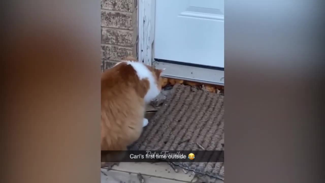 funny cats video 🤣🤣🤣