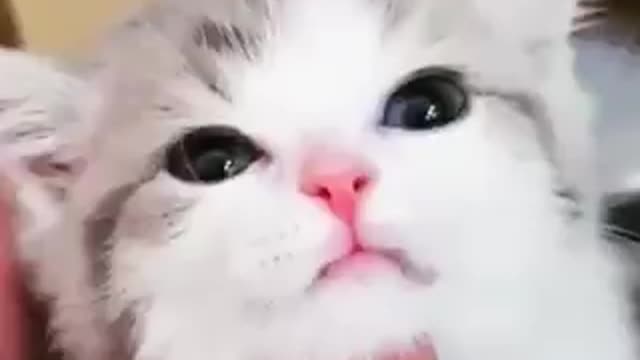 funny cat videos (7)