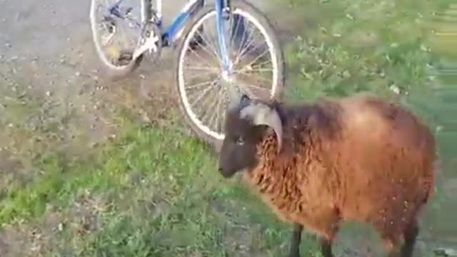 bro, your goat is angry