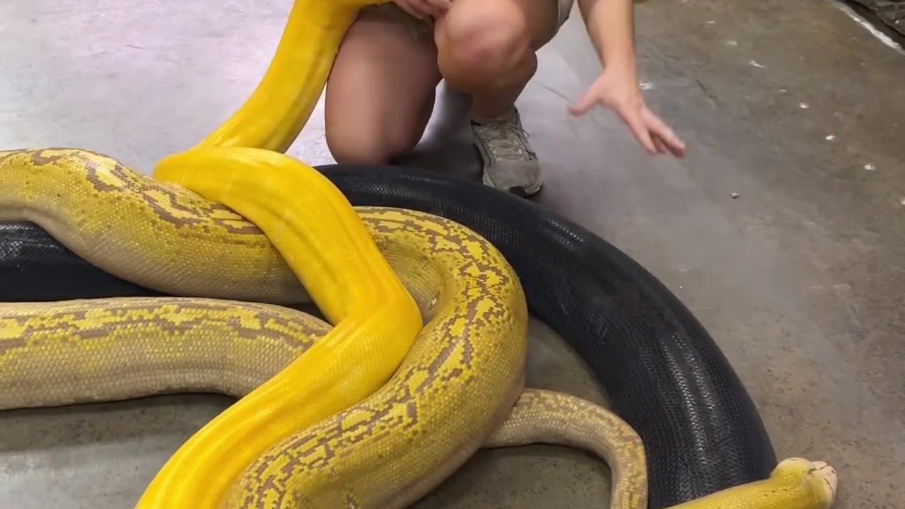 Biggest 😱 yellow and black python 🐍 #zoo