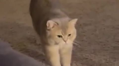 🤣LAUGH TO FAINT😹CATs will make you LAUGH all day😹 - Funny Cats Life