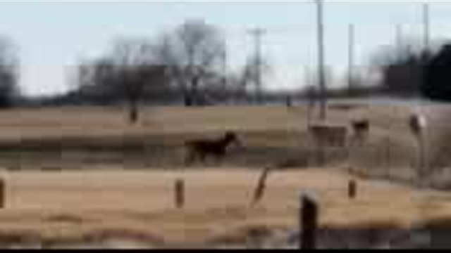 Playing with the Cows