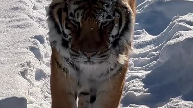 A tiger walking on the snow