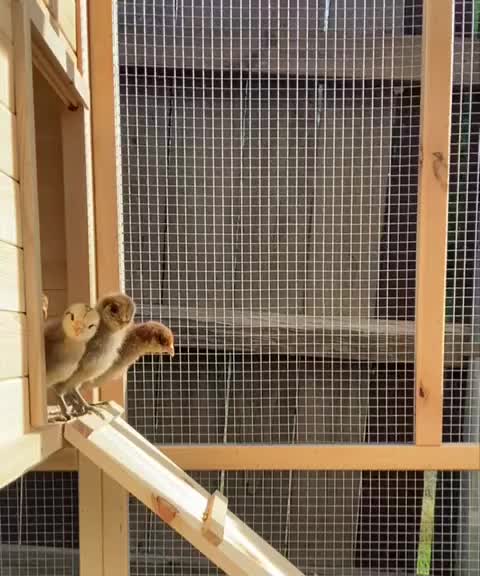 Learning How to Chicken