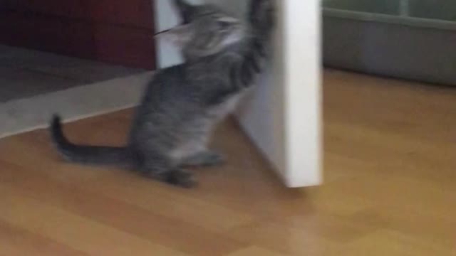 A FUTURE BOXER CAT