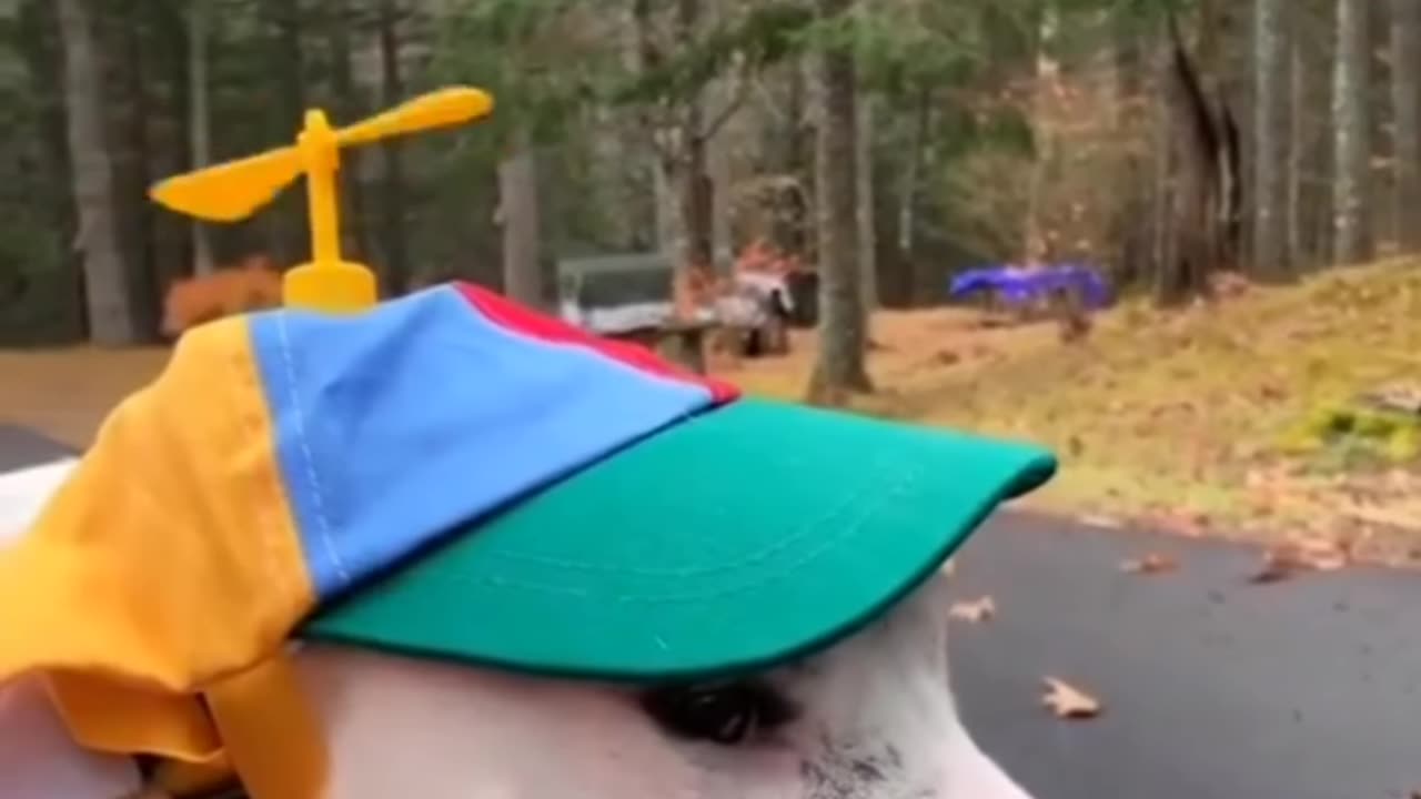 Try_not_to_laugh🤣_funny_animal