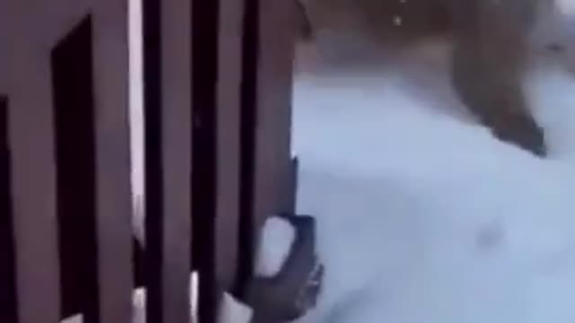 dog diving in snow