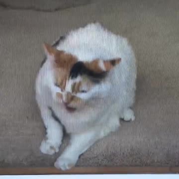 My Mom's Cat Hates Me.