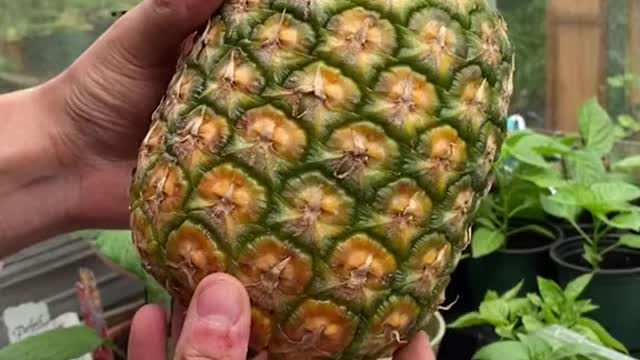 Funny Way to Cut Pineapple !