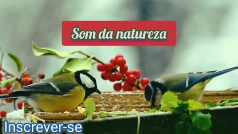 Sons da natureza