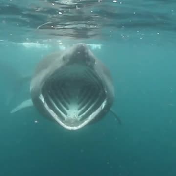 Moment 6-foot-long basking shark is spotted near shore